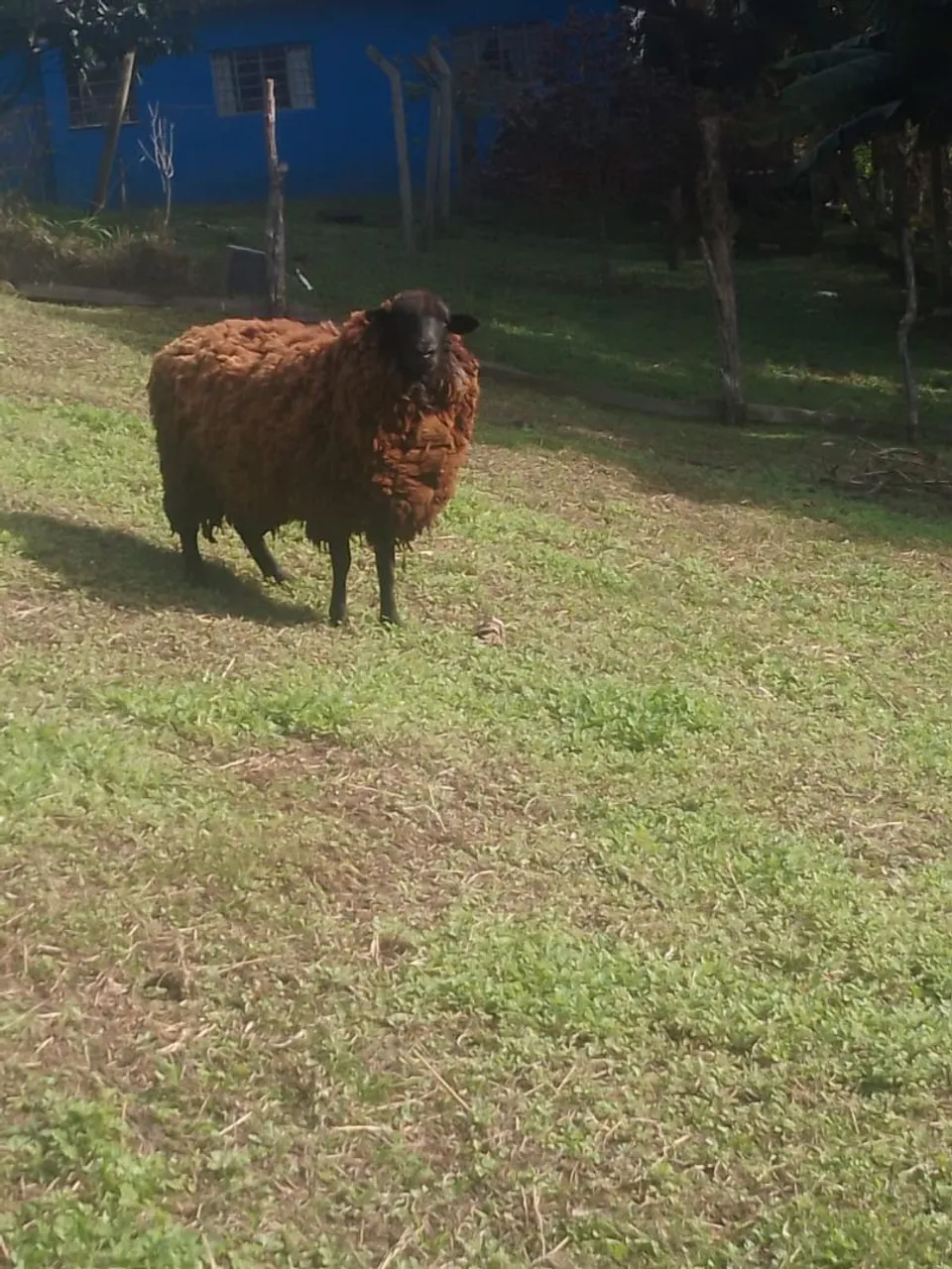 Ovelha