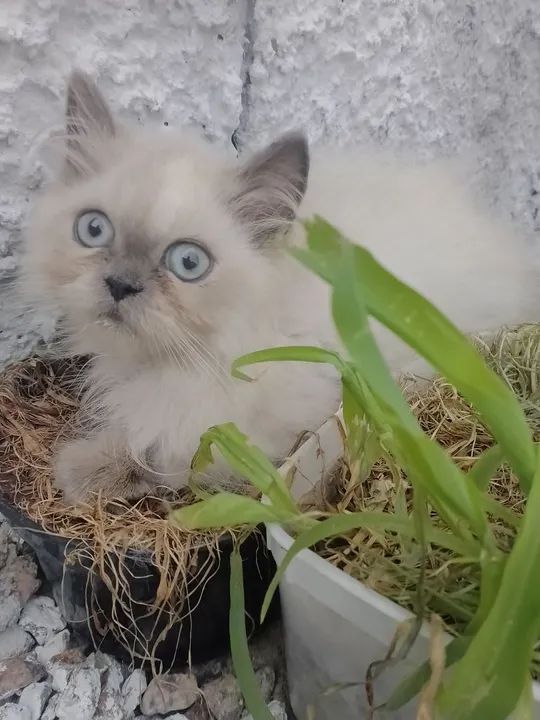 Filhote Persa - Foto 4