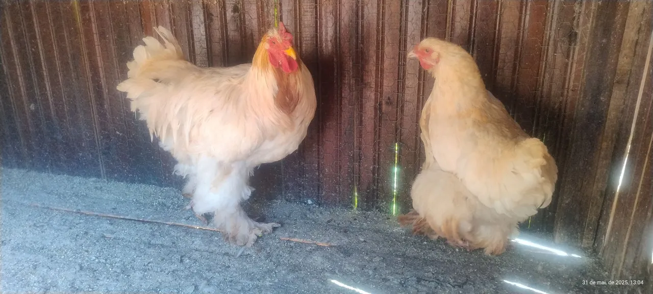Lindas galinhas ornamentais Brahma
