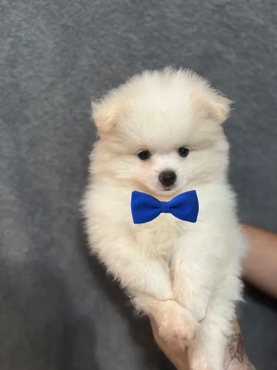 Filhote de Spitz Alemão com linhagem  - Foto 3