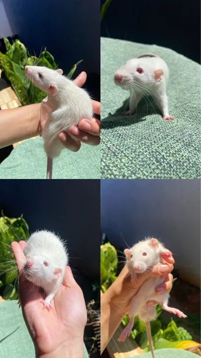 Ratinhos brancos fofinhos para adoção
