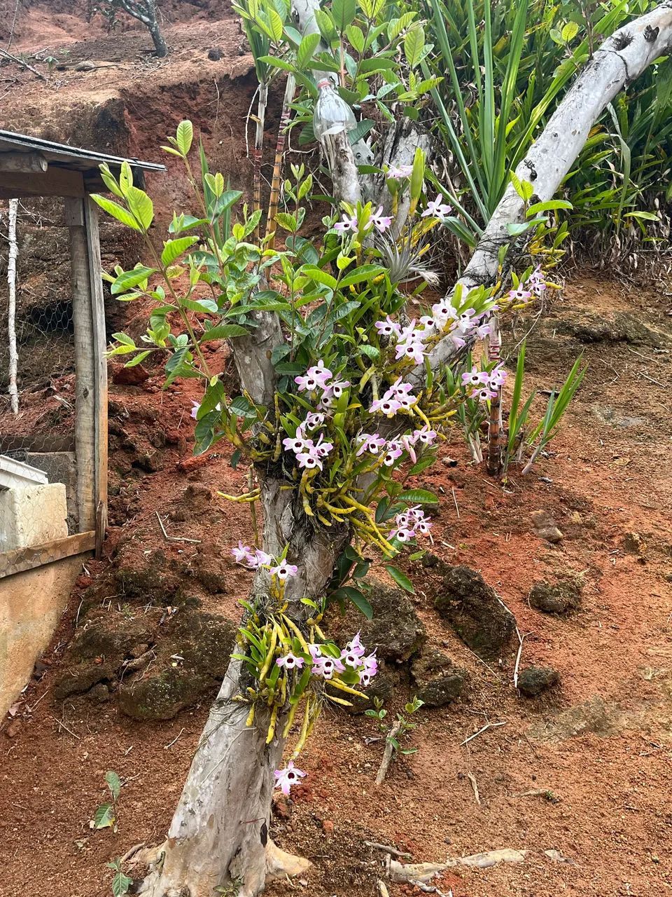 SÍTIO EM TODOS OS SANTOS - MARECHAL FLORIAMO - Foto 4