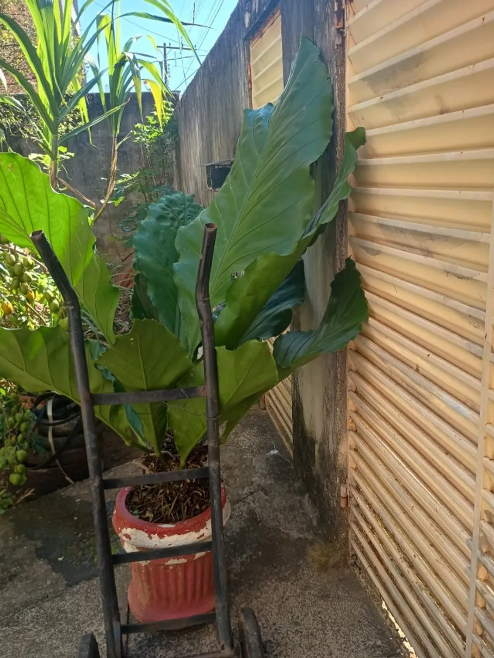 Anthurium Rokeri