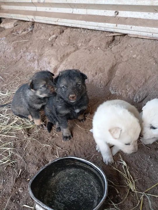 Filhotes de Pastor da Mantiqueira  - Foto 6