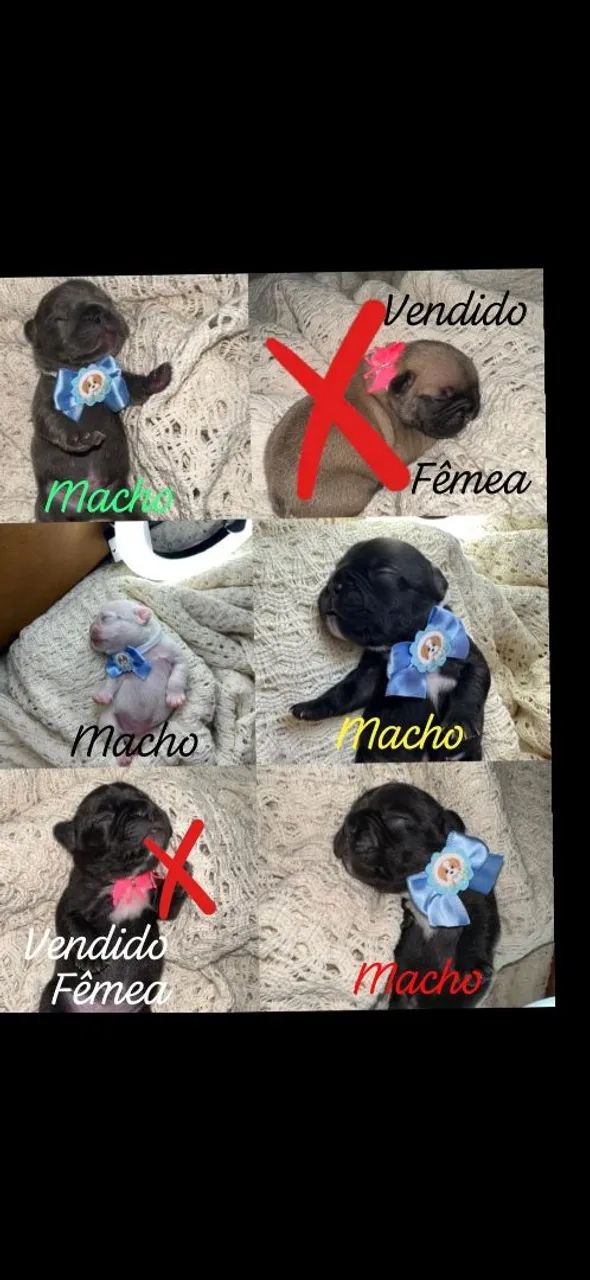 Filhotes de Bulldog Francês