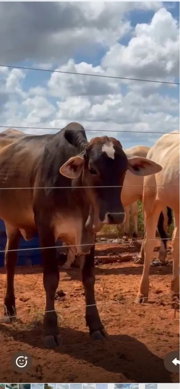 LOTE COM 02 NELORE REGISTRADOS - Foto 5