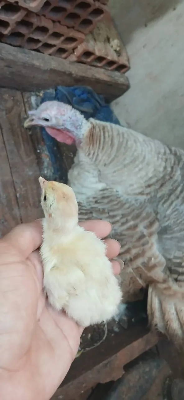 Pintinhos de peru . Aceito propostas.