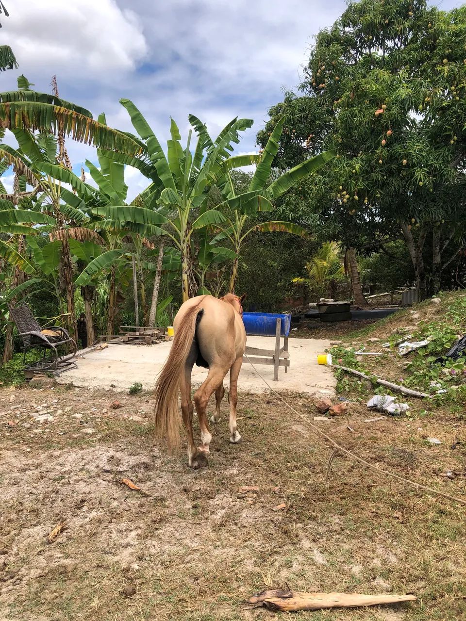 Cavalo Mestiço  - Foto 3