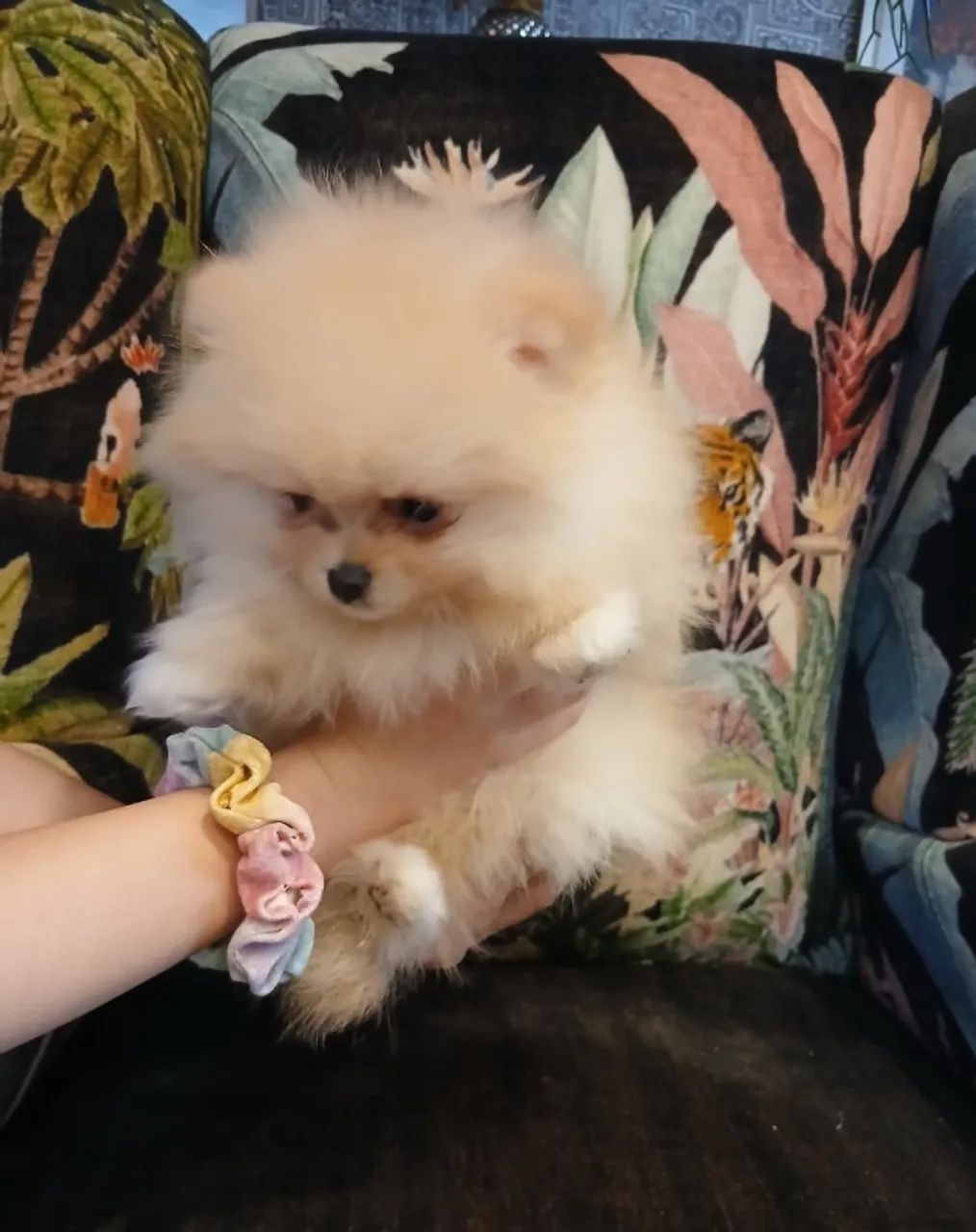 Cãozinho fofurinhos babes  para sua Família Spitz Alemao - Foto 2