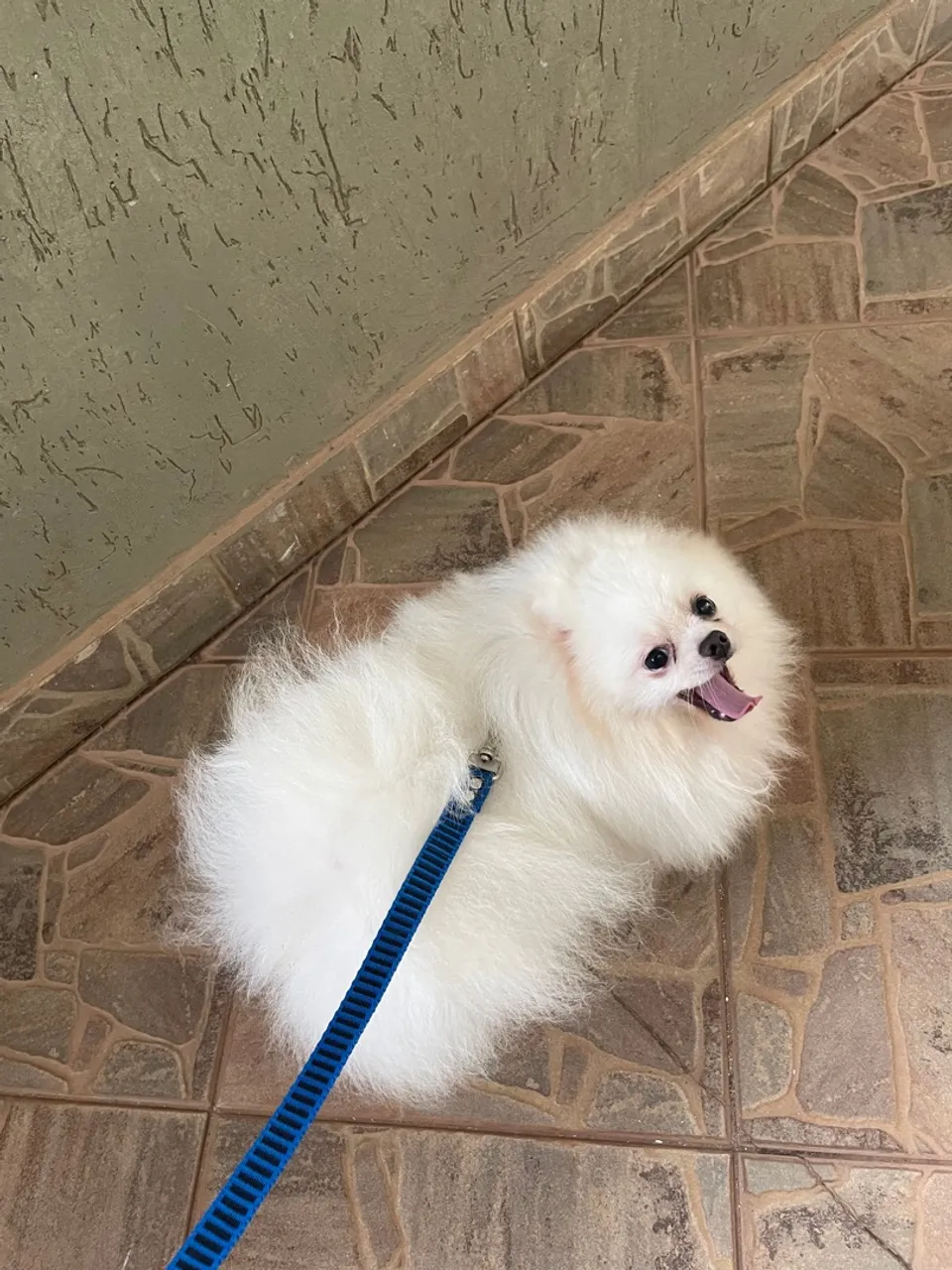 Spitz Alemão Branco