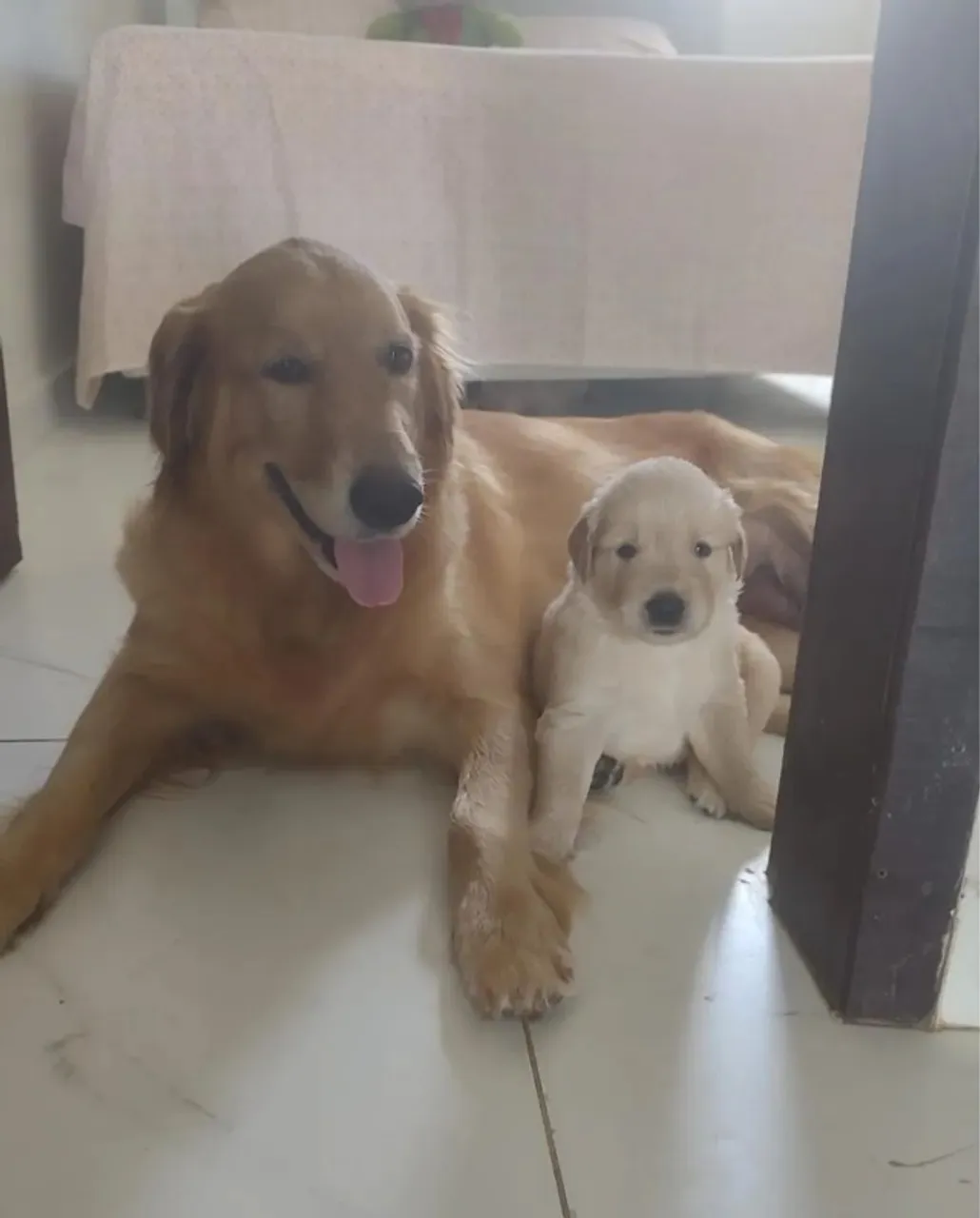 Golden x labrador