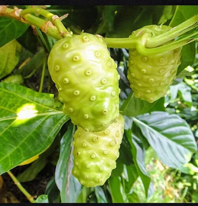 Mudas de Noni - Frutas Exóticas