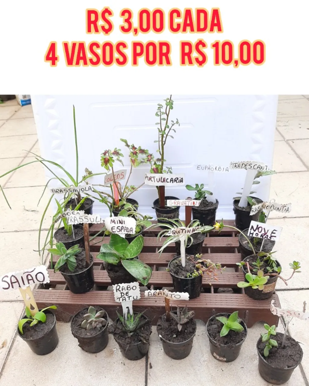 plantas cactos e suculentas