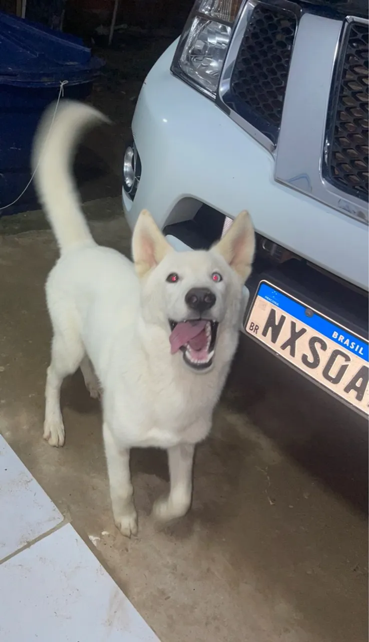 Husky siberiano