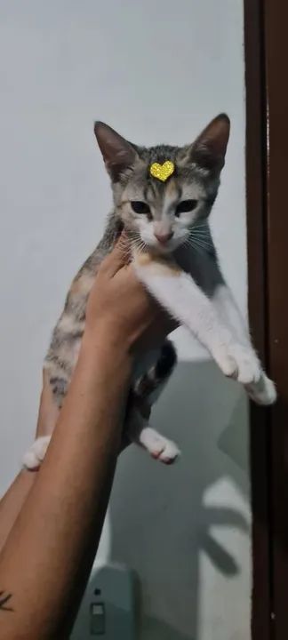 Gatinhos para Adoção responsável 