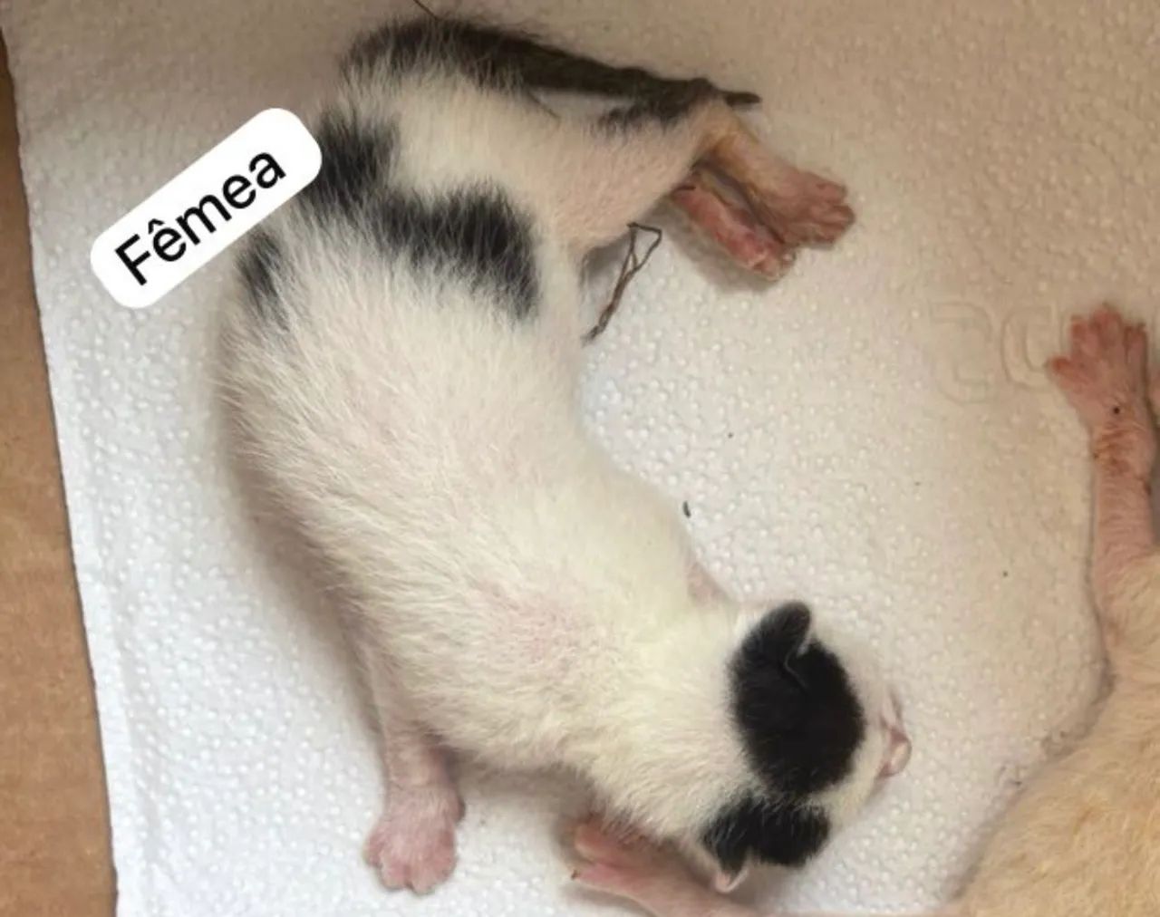 Doação de gatos filhotes - Foto 2