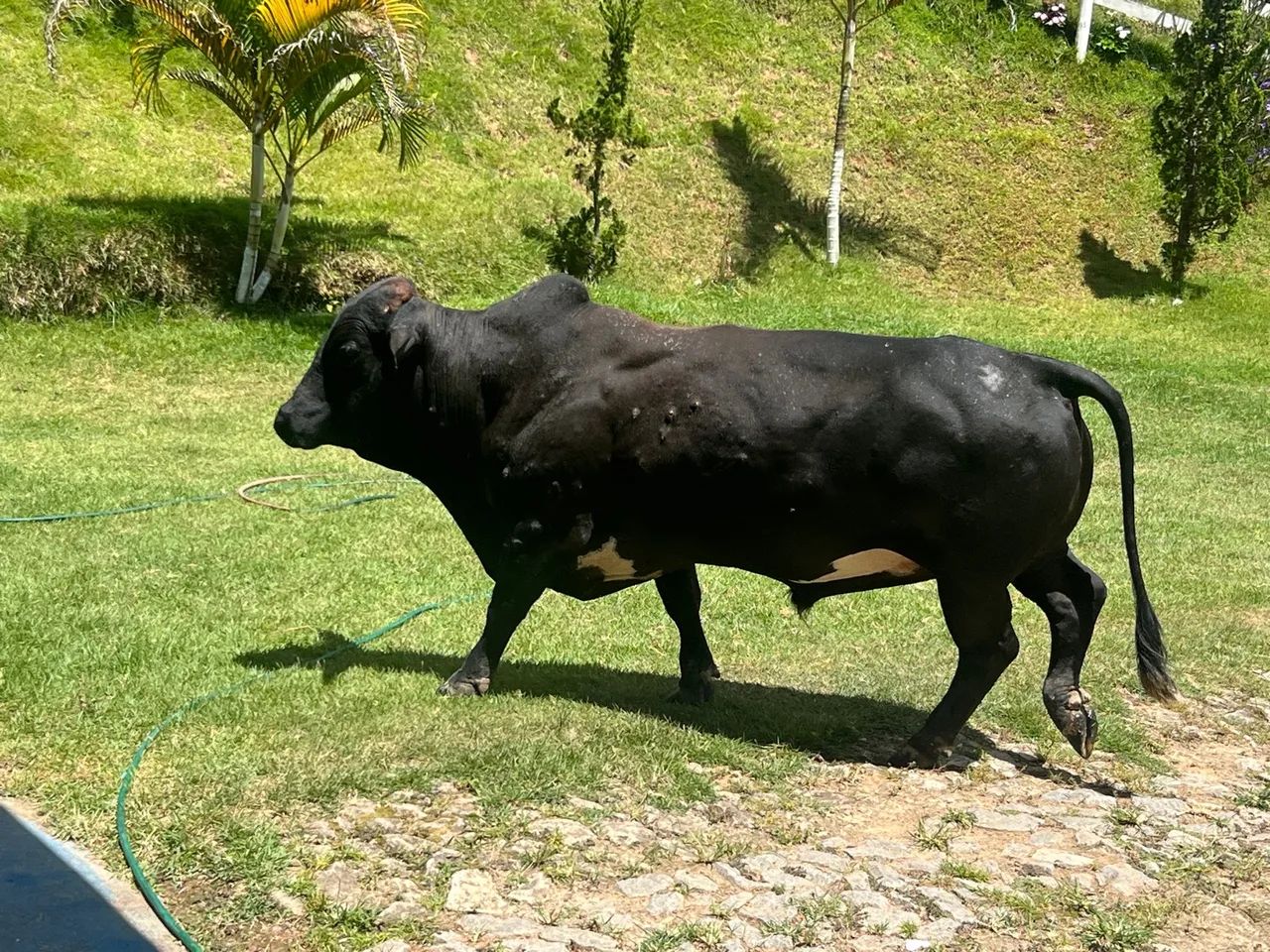 Mini boi Negro para Venda - Foto 4