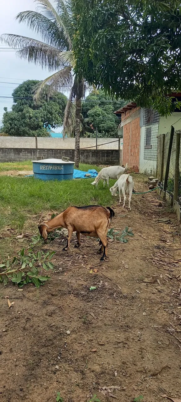 Cabras para criação