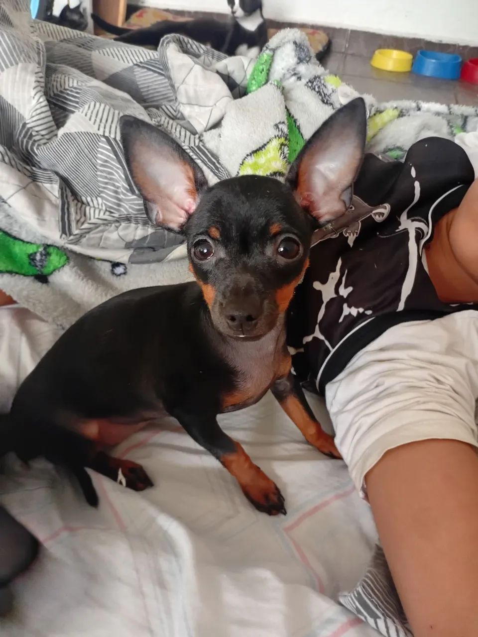 Filhote de Pinscher
