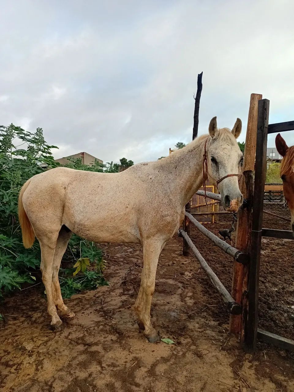 Cavalo charrete - Foto 2