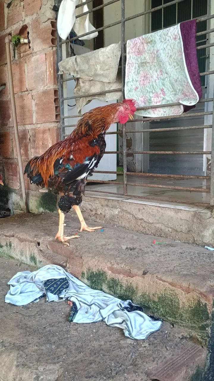 Frango GSB disponível ótima genética