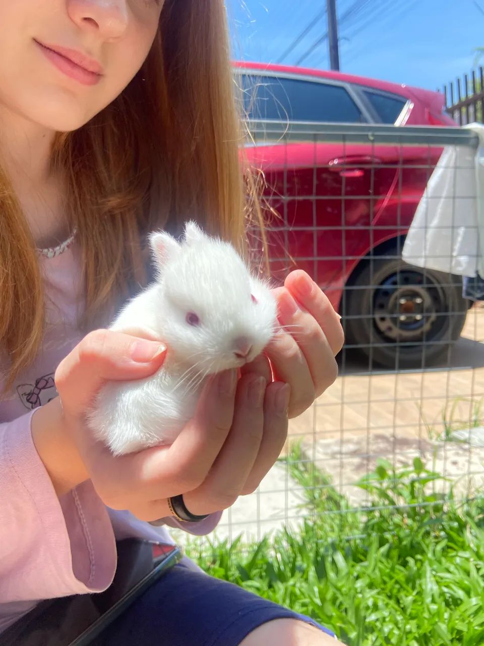 Mini  coelhos  nederland o menor coelho do mundo