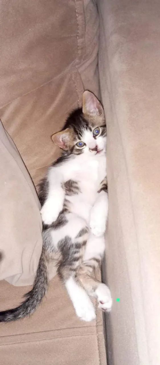 Gatos doação  - Foto 2