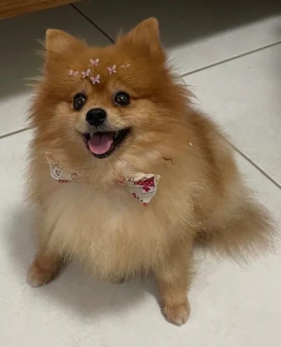 Lulu da pomerania