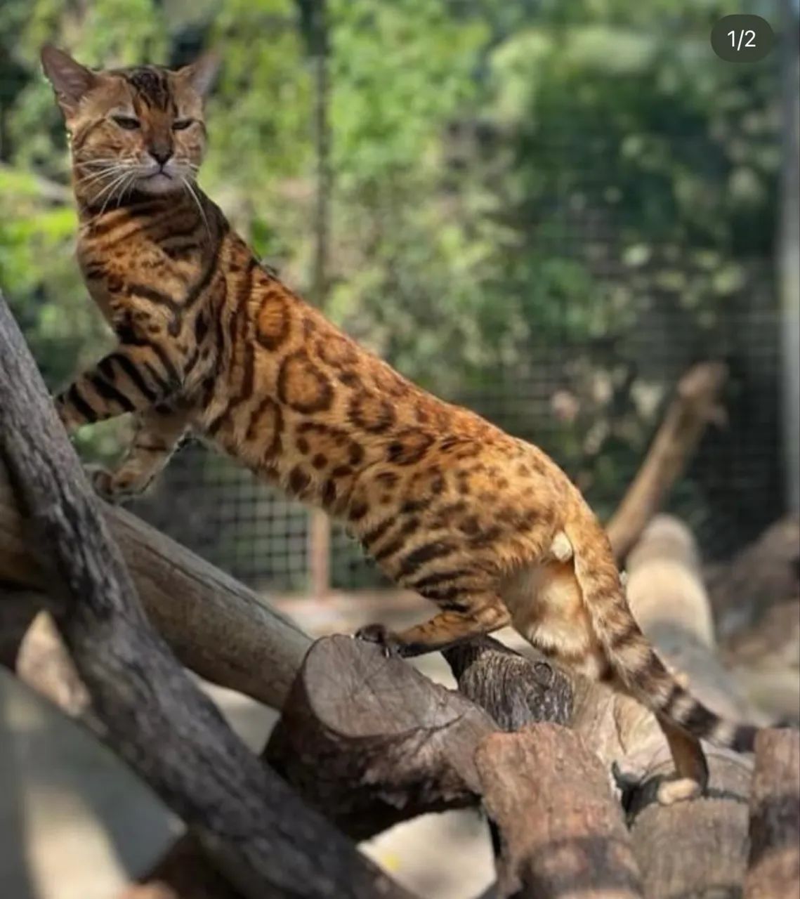 ? Filhotes de Gato Bengal Disponíveis! ? - Foto 3