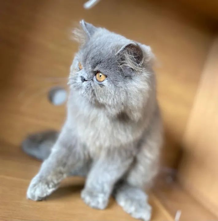 Gatinho persa filhote macho exótico  - Foto 4