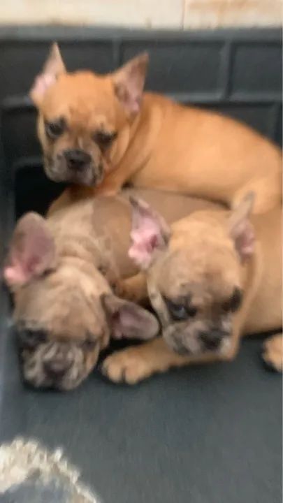 Filhotes de Bulldog Francês merle - Foto 2