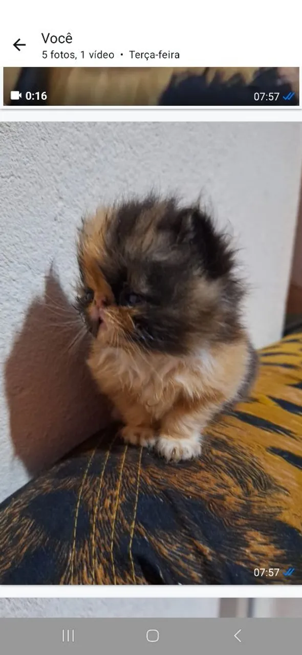 Gatinho Persa padrão show