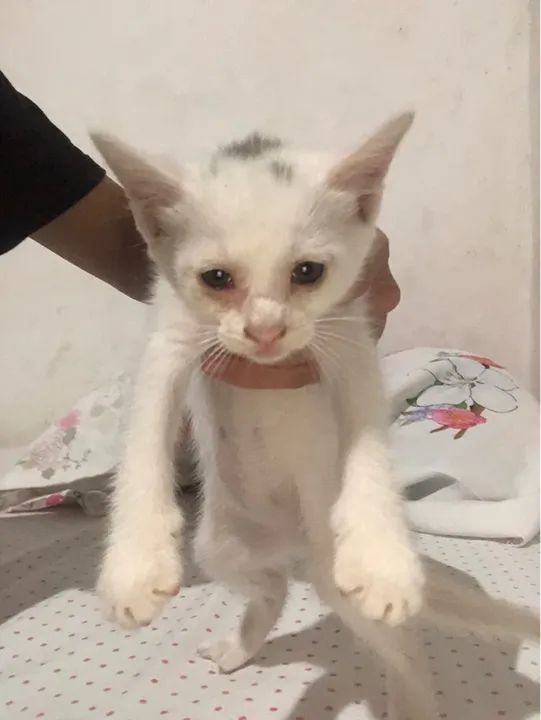 Gatinha branca disponível para adoção - Foto 2