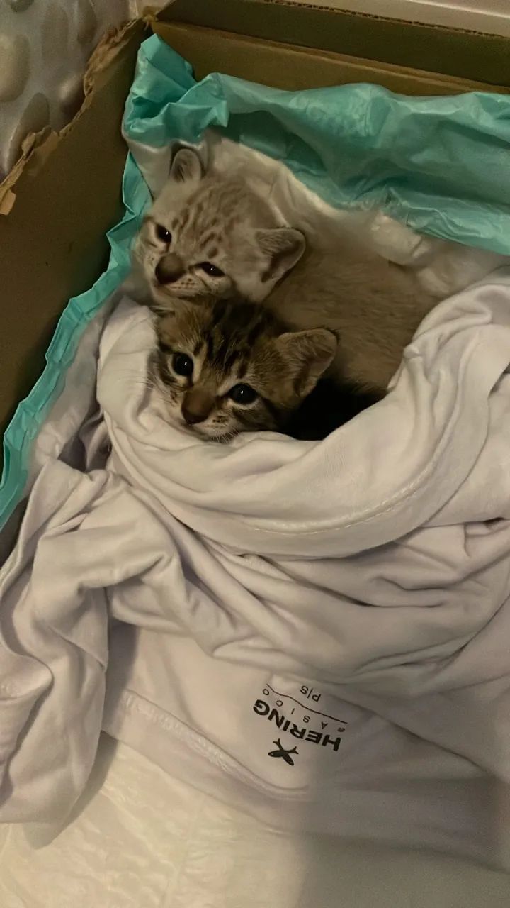 Filhotes de gatas para adoção - Foto 2