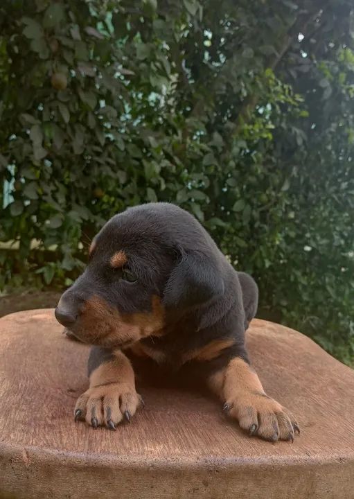 Filhote de Doberman  - Foto 2