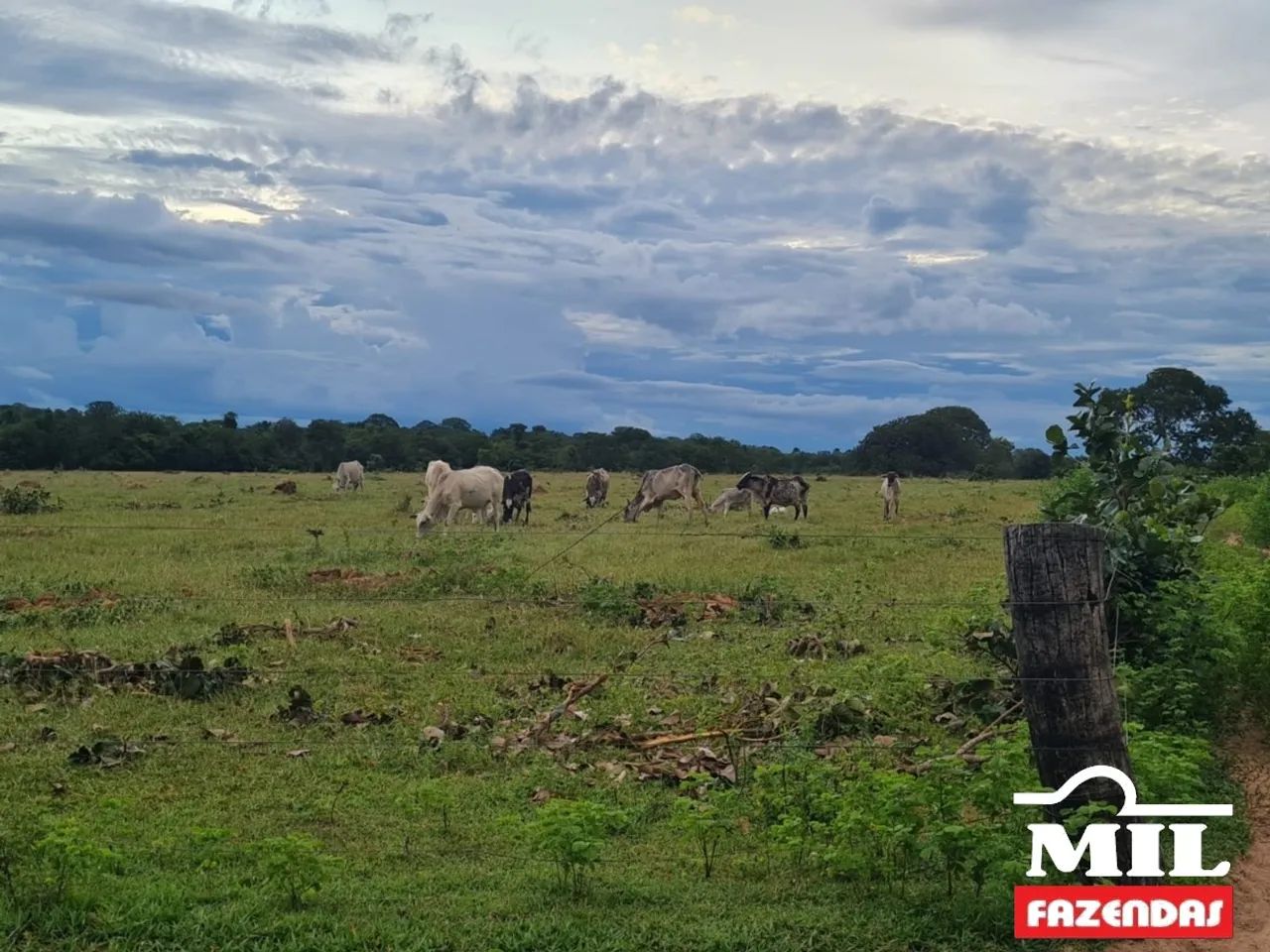Fazenda 94 alqueires (459 hectares)- Araguaçu-TO ( prazo ) - Foto 4