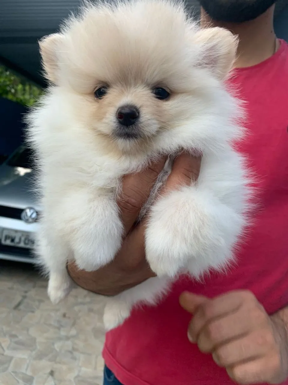 Filhote de Spitz Alemão - Uma fofura!