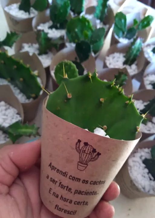 Lembrancinhas personalizadas com mini-cactos e mini-suculentas - Foto 3