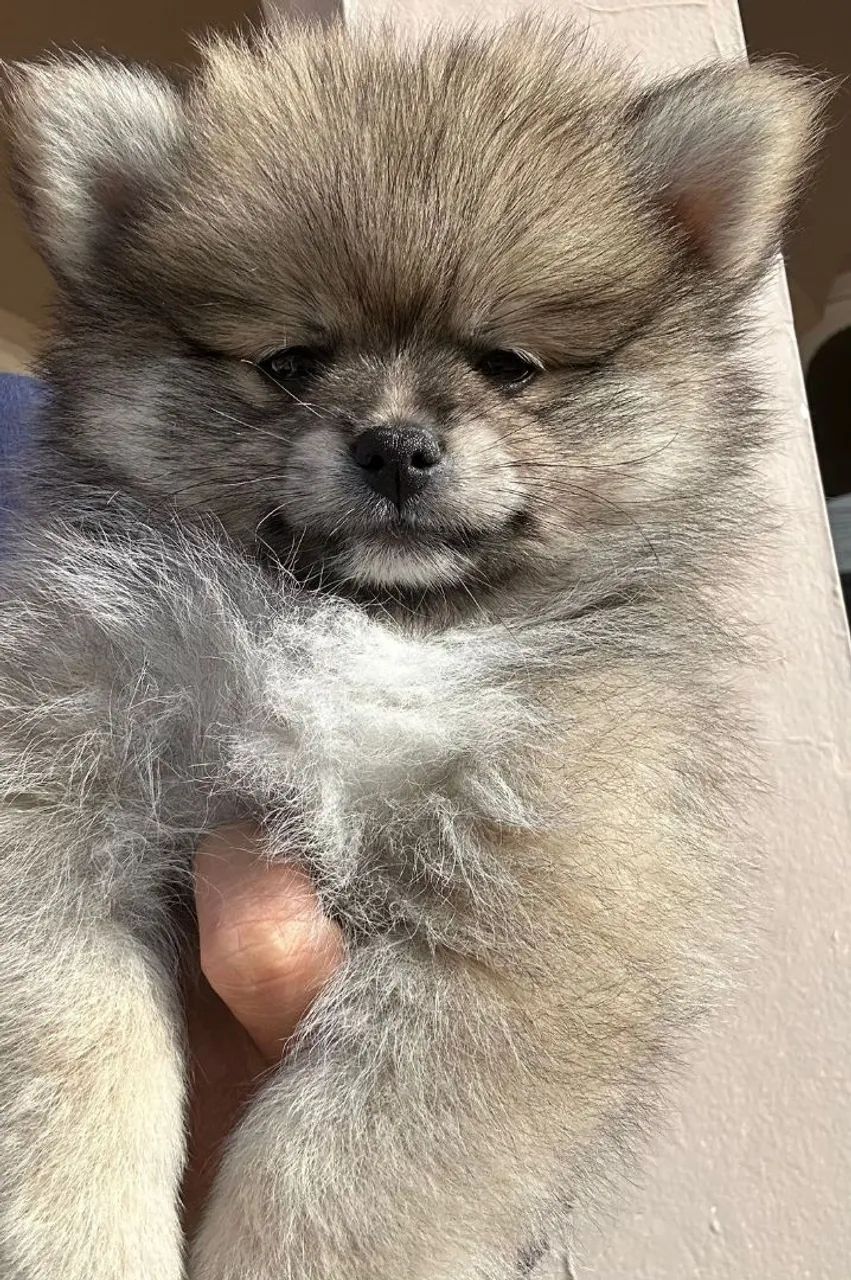Filhotes Spitz Alemão Anão / Lulu da Pomerania 
