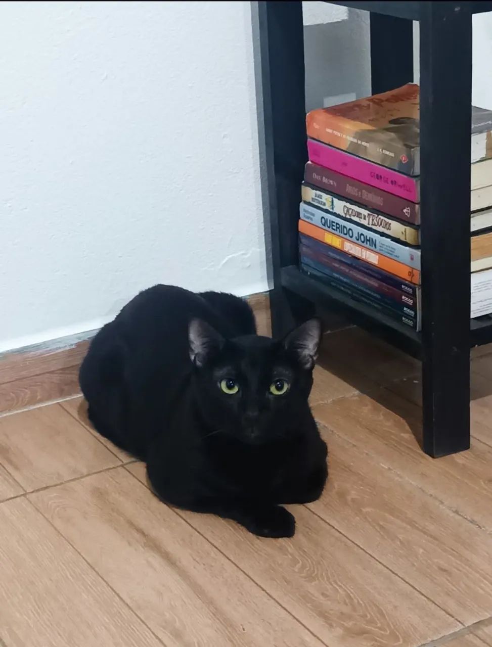 Gato macho disponível para adoção responsável 