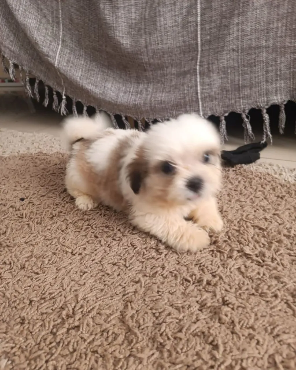 Lhasa Apso