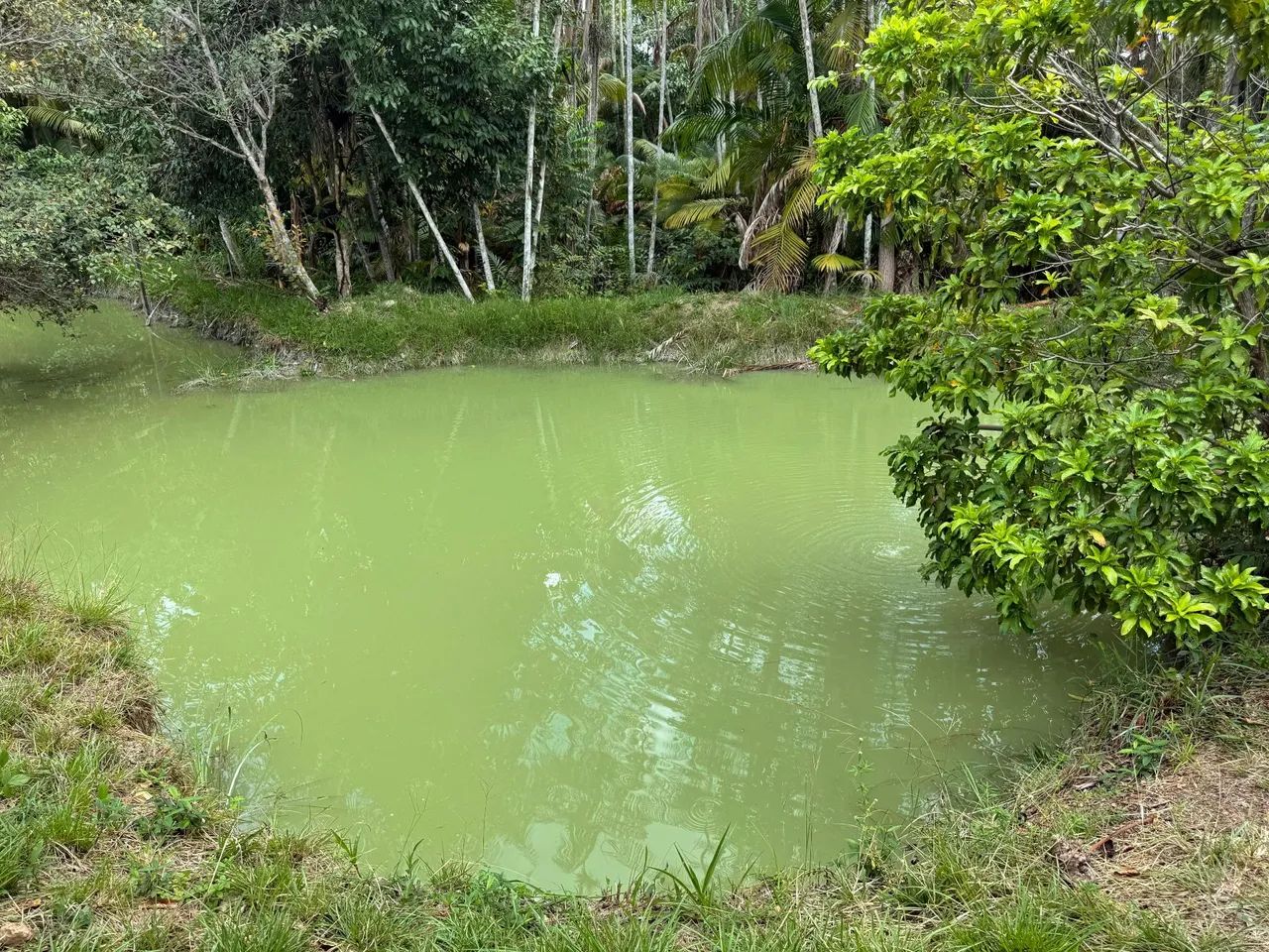 Sitio Pesque e Pague Localizado No KM 75- Aurora- Pa - Foto 12