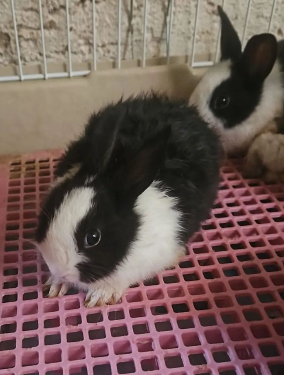Filhotes de coelho mini pra venda..