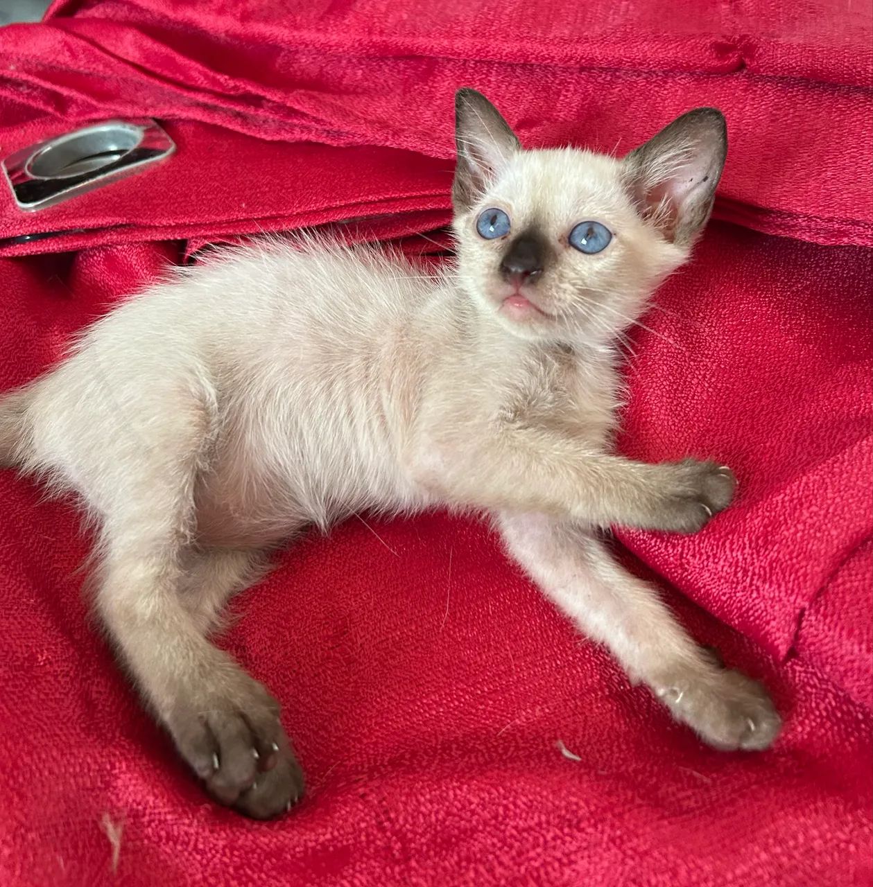 Adoção de Gatinhas - Foto 4