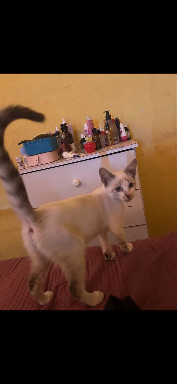 Gata perdida  recompensa  - Foto 5