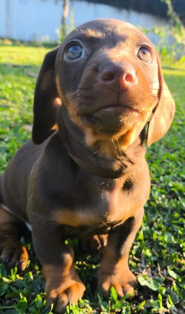 48_DACHSHUND FILHOTES  - Foto 2