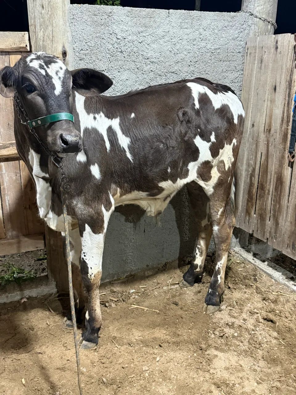 Nelore pintado - Foto 3