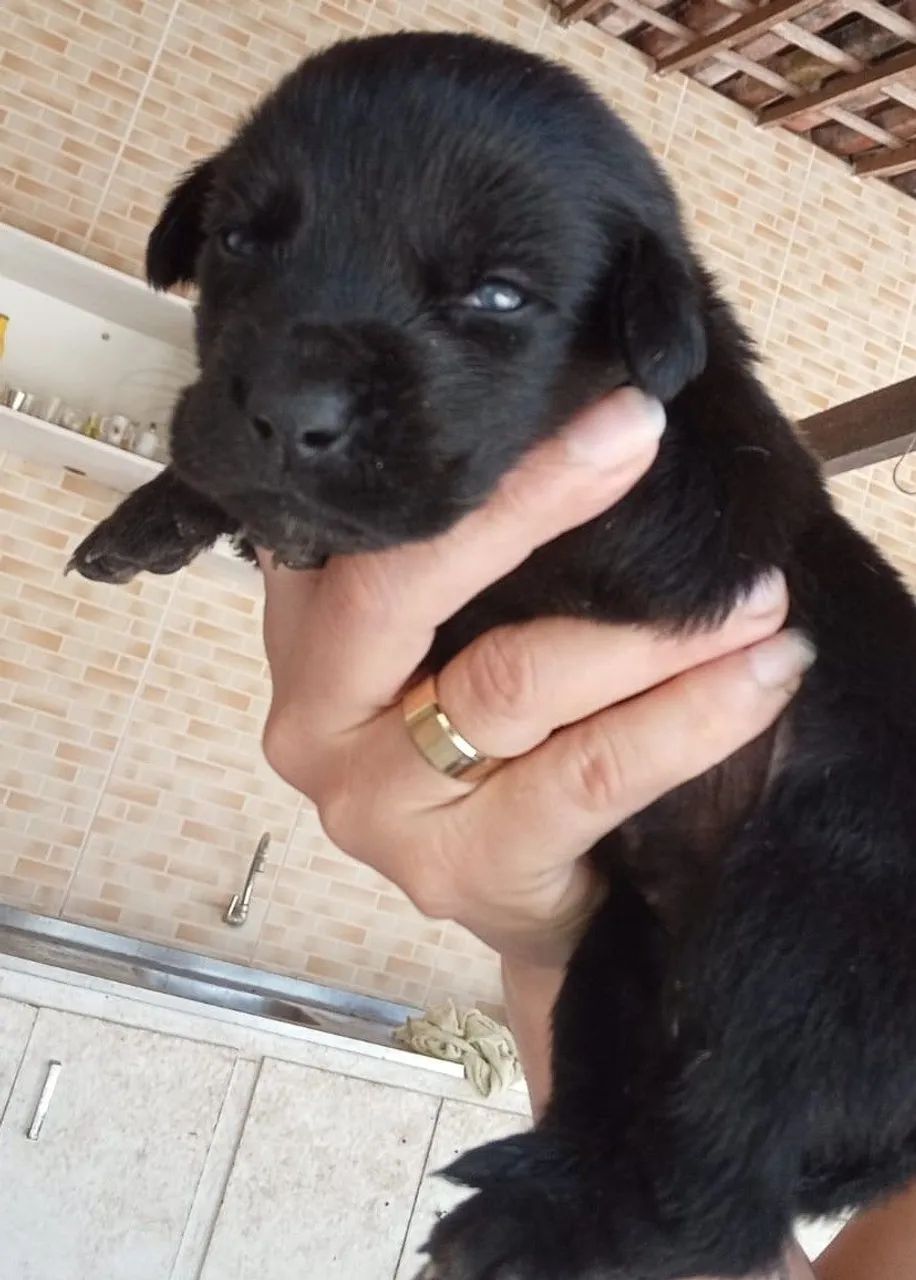 Labrador fêmeas e machos - Foto 4
