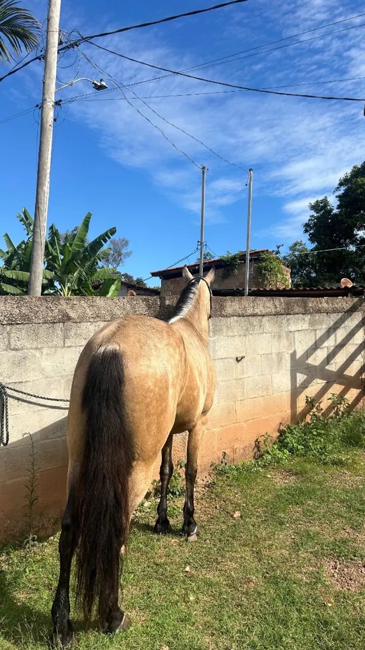 Cavalo castrado  - Foto 2