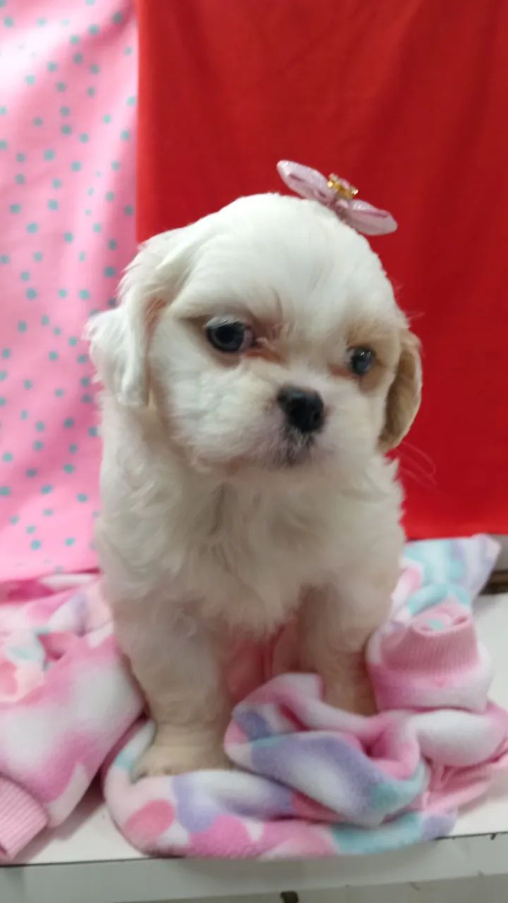 Shih Tzu ?  - Foto 2